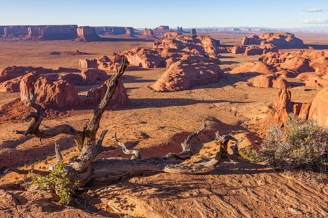 Abgestorbener Pinyon-Baum auf Hunt's Mesa mit dem Monument Valley dahinter im Monument Valley Navajo Tribal Park in Arizona