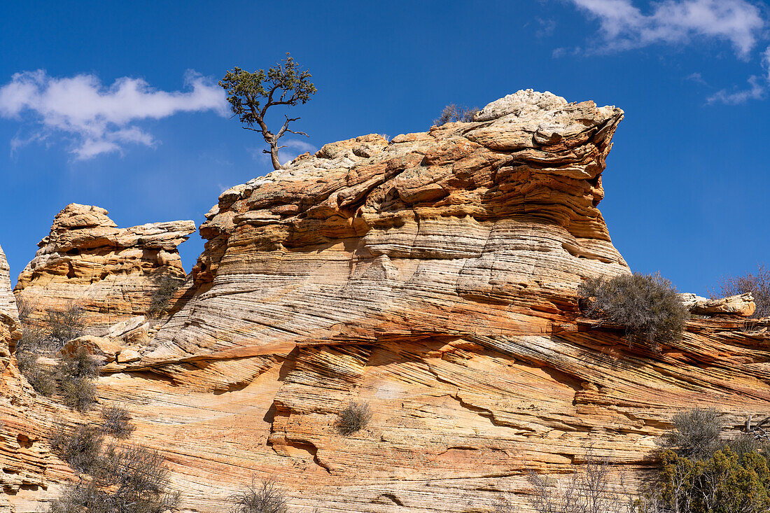 Ein Pinienbaum auf einer Navajo-Sandsteinfelsformation in der Nähe von South Coyote Buttes, Vermilion Cliffs National Monument, Arizona