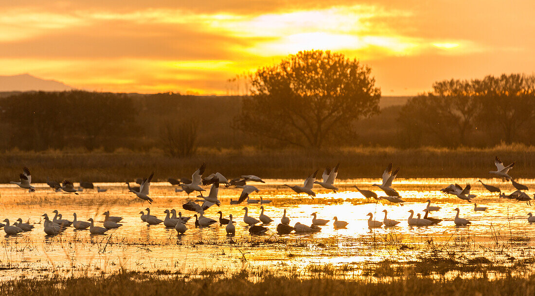 Snow geese taking off from a pond at sunrise at Bosque del Apache National Wildlife Refuge in New Mexico.