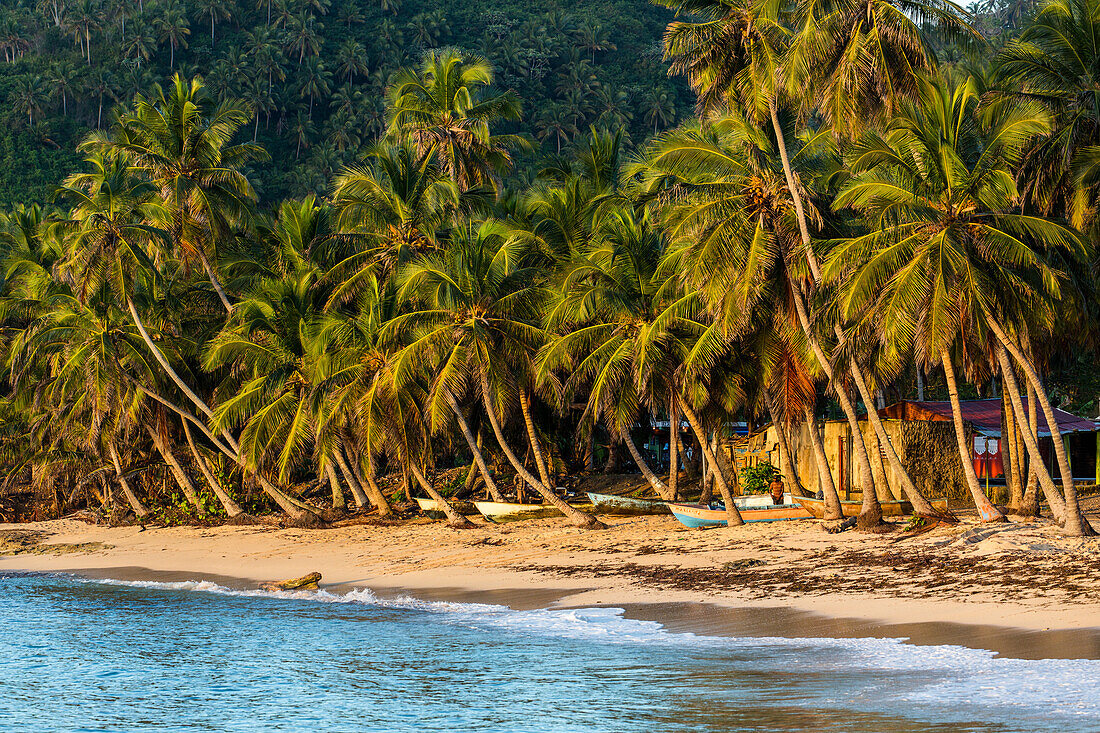 Palmen am Strand in der Nähe von Samana in der Dominikanischen Republik. Fischerboote warten am Sandstrand