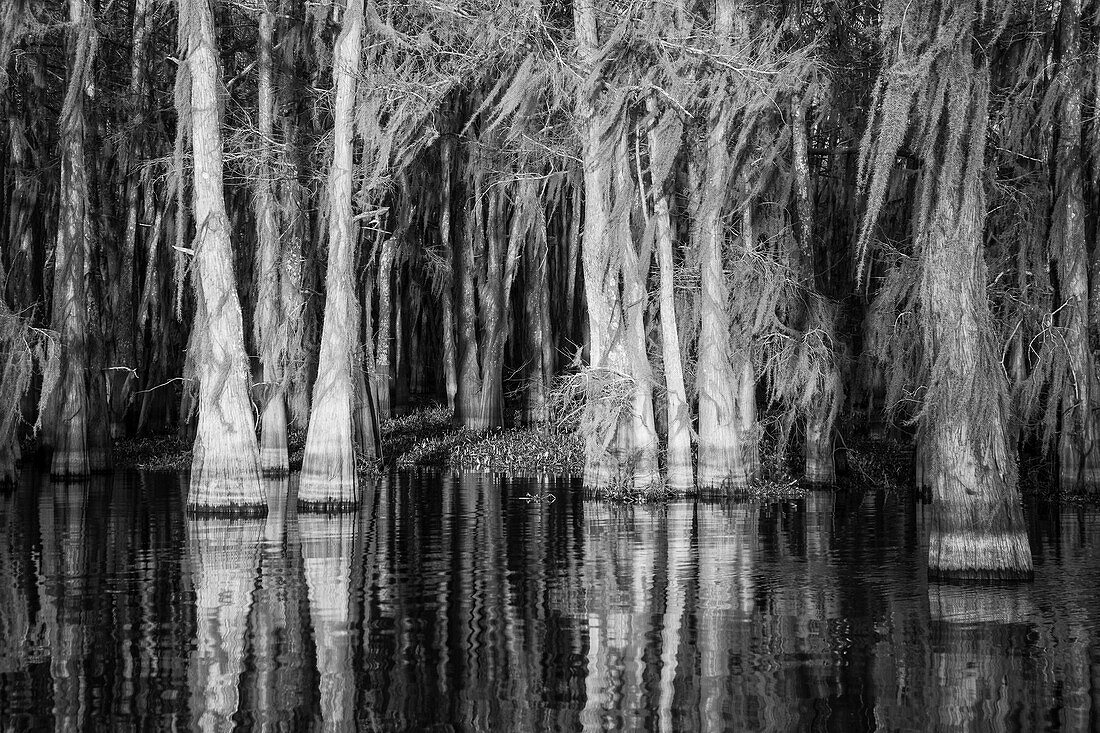 Sonnenaufgang auf mit spanischem Moos bewachsenen Sumpfzypressen in einem See im Atchafalaya-Becken in Louisiana. Die invasive Wasserhyazinthe bedeckt das Wasser