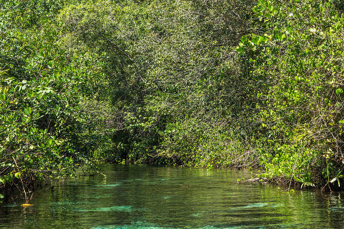 Clear waters of Cano Frio flowing through the rain forest on the Samana Peninsula, Dominican Republic.