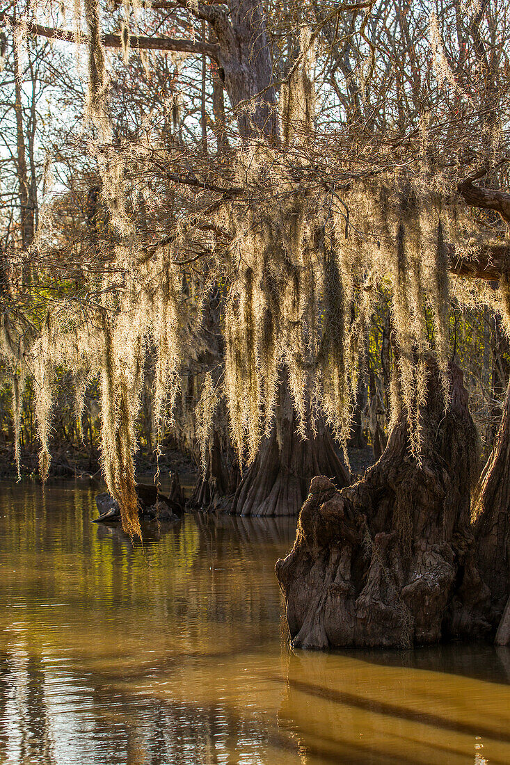 Spanish moss on old-growth bald cypress trees at sunset in Lake Dauterive in the Atchafalaya Basin in Louisiana.