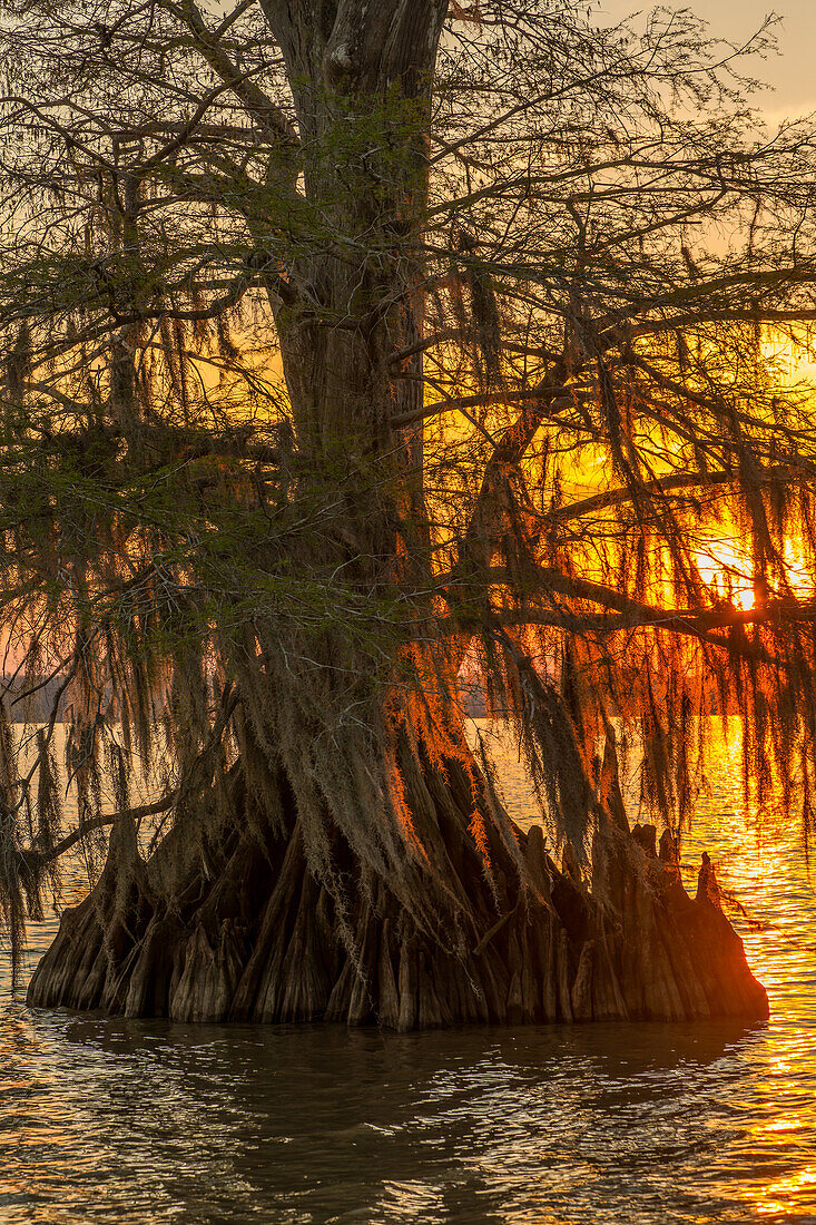 Spanisches Moos auf uralten Sumpfzypressen bei Sonnenuntergang im Dauterive-See im Atchafalaya-Becken in Louisiana