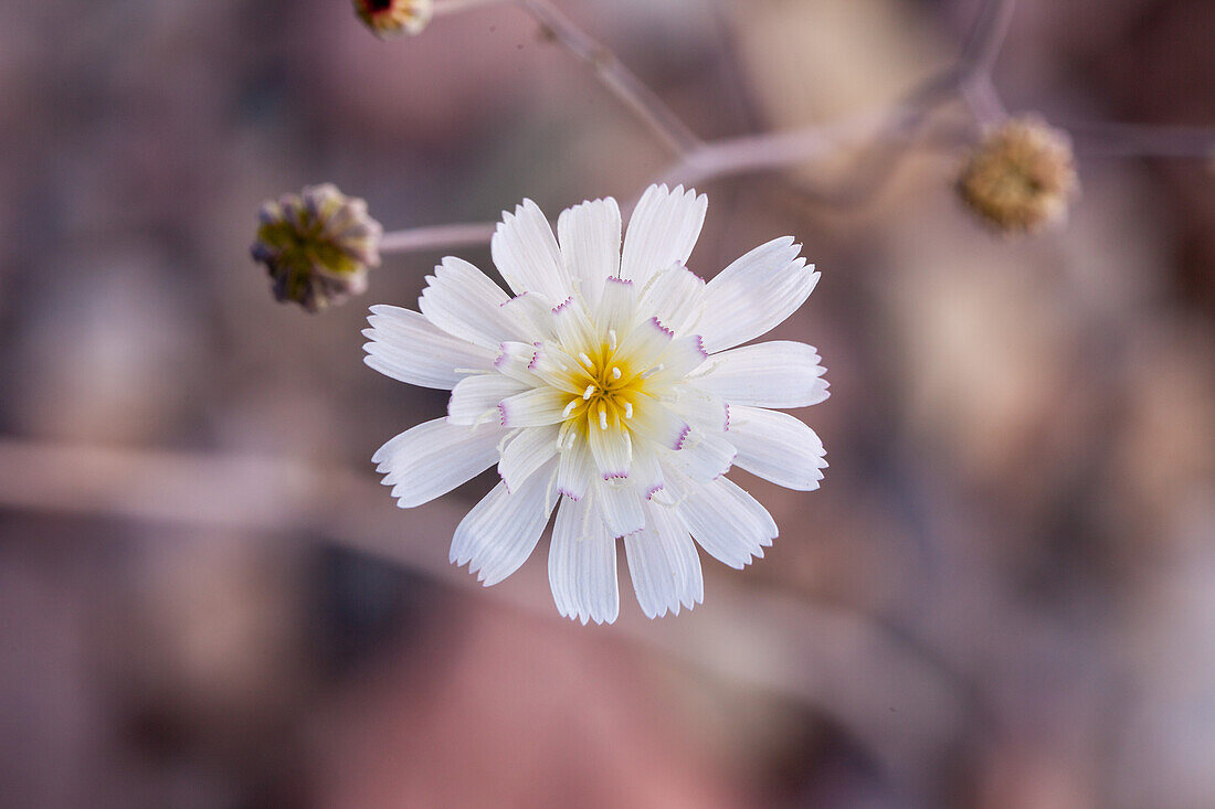 Desert Chicory or New Mexico Plumeseed, Rafinesquia neomexicana, in Death Valley National Park in the Mojave Desert in California.