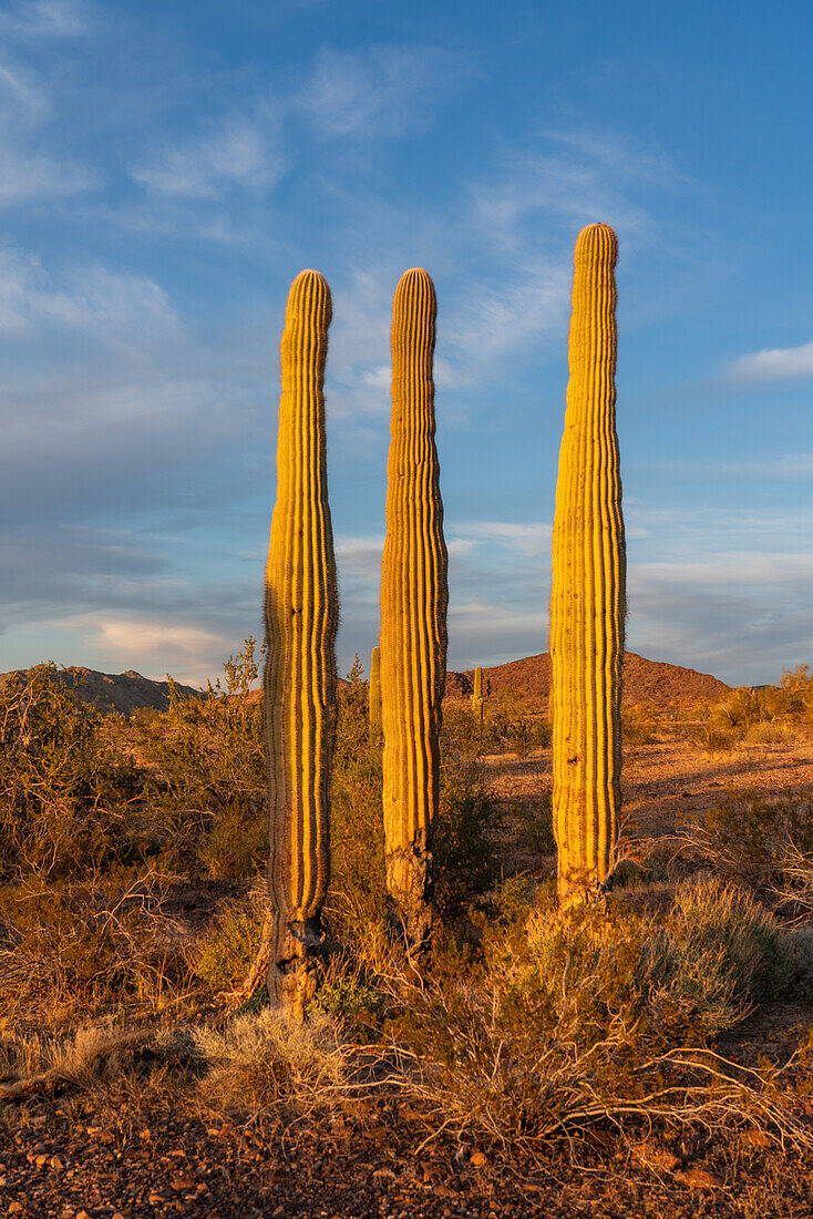 Saguaro cacti, Carnegiea gigantea, in front of the Plomosa Mountains in the Sonoran Desert near Quartzsite, Arizona.