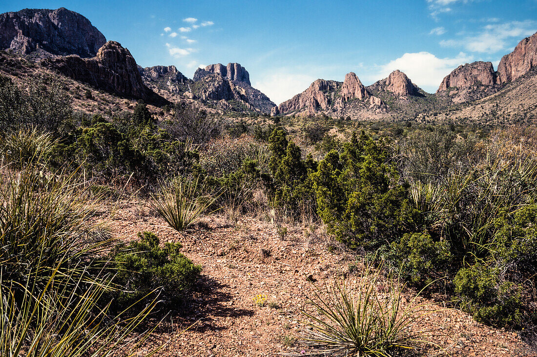 Desert vegetation on a trail in the Chisos Mountains in Big Bend National Park in Texas.