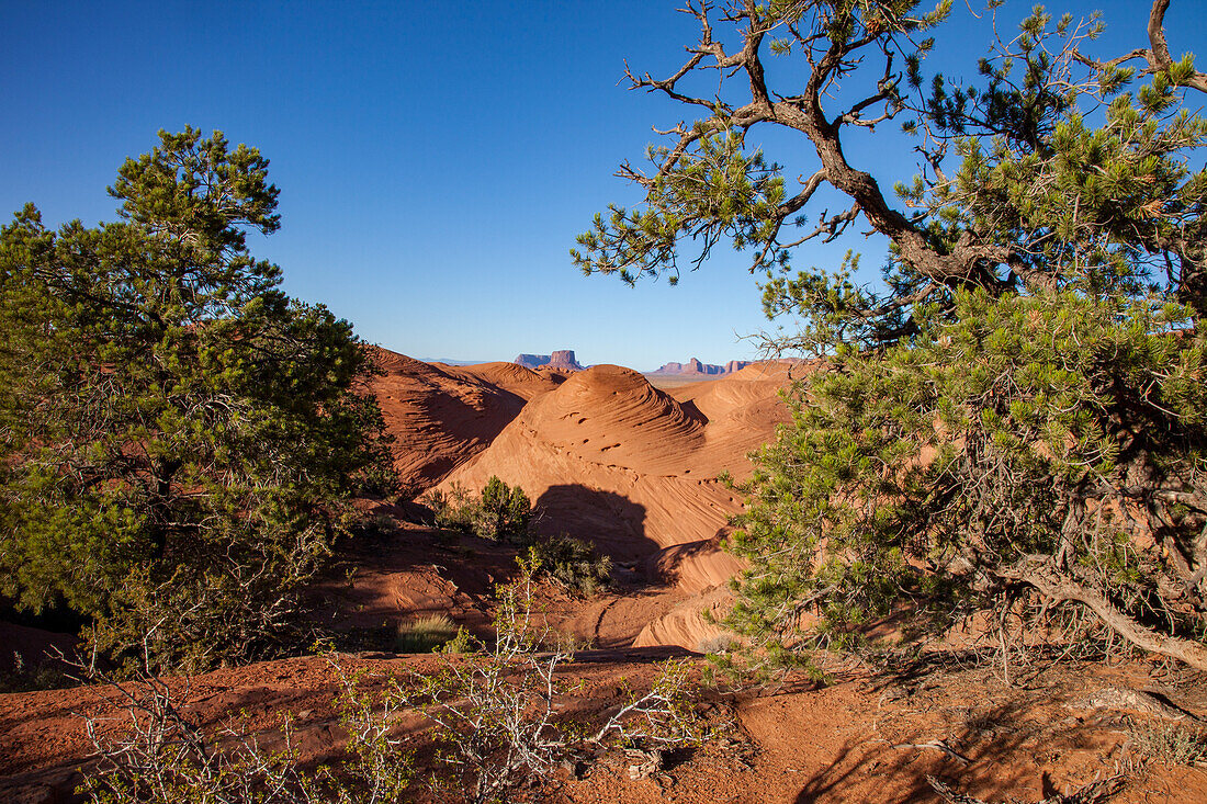 Pinyon-Bäume und erodierter Sandstein im Mystery Valley im Monument Valley Navajo Tribal Park in Arizona