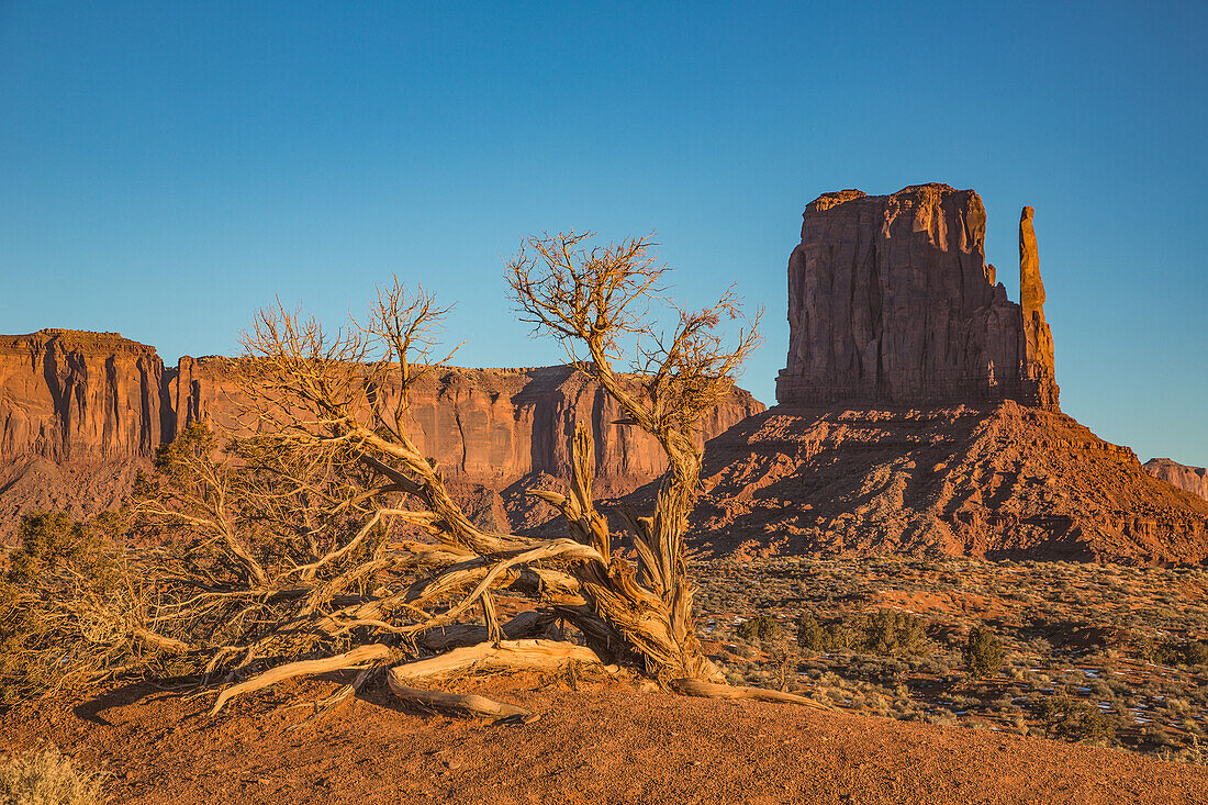 An ancient Utah juniper tree in front of the West Mitten in the Monument Valley Navajo Tribal Park in Arizona.