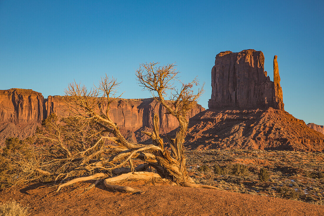 Ein alter Utah-Wacholderbaum vor dem West Mitten im Monument Valley Navajo Tribal Park in Arizona
