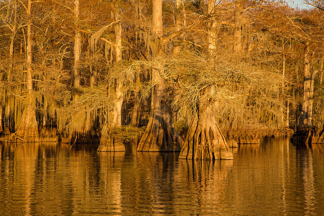 Old-growth bald cypress trees in Lake Dauterive in the Atchafalaya Basin or Swamp in Louisiana.