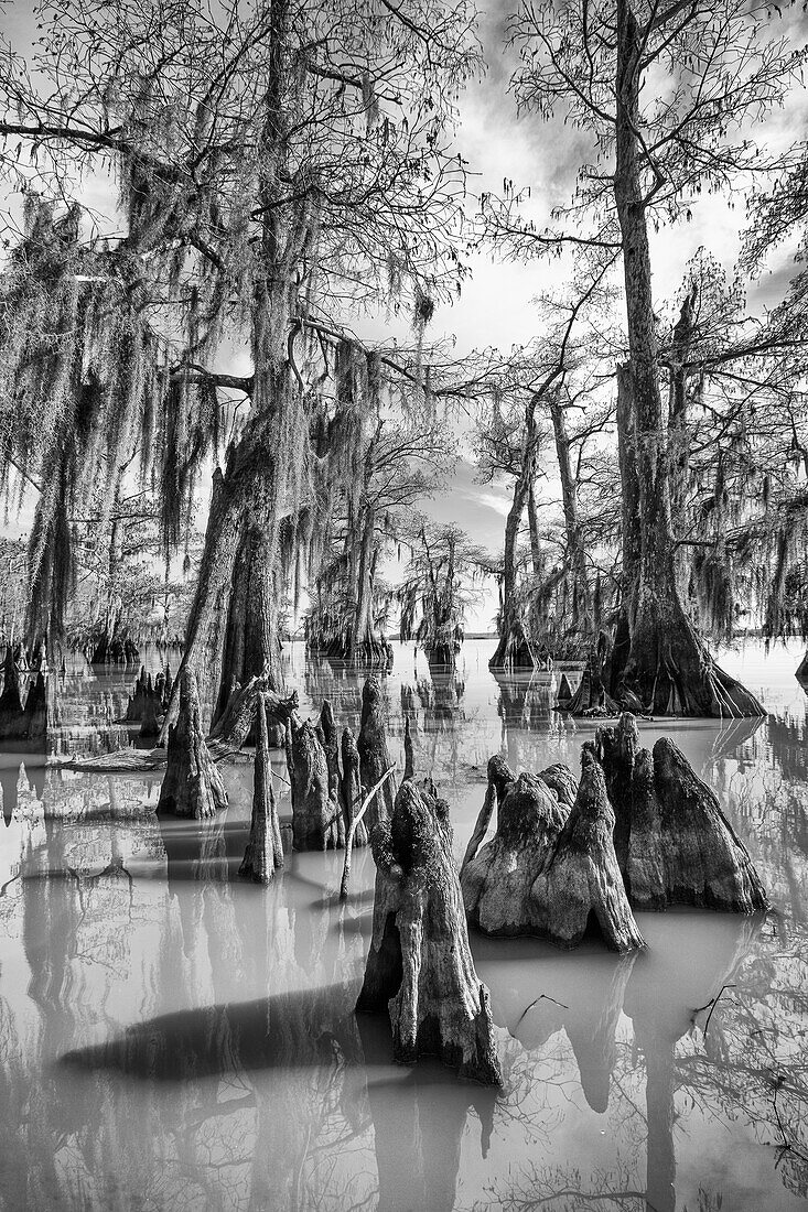 Zypressenknie und Sumpfzypressen mit spanischem Moos im Dauterive-See im Atchafalaya-Becken oder -Sumpf in Louisiana