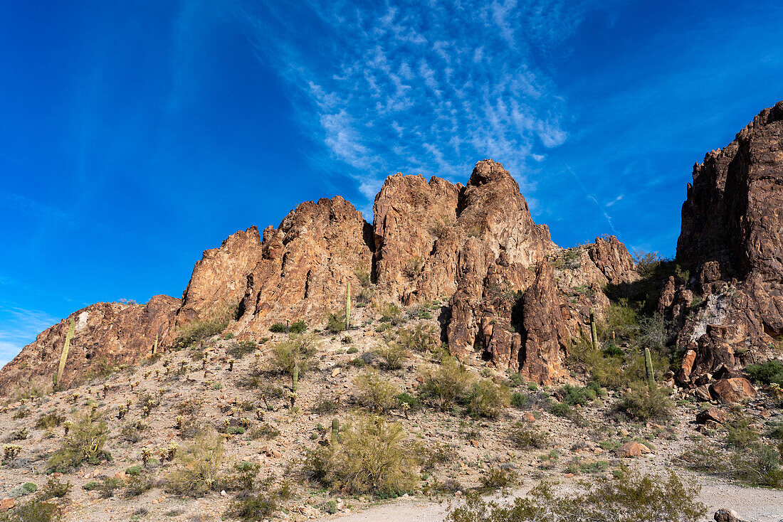 Saguaro cacti & Teddy Bear Cholla in the Plomosa Mountains in the Sonoran Desert near Quartzsite, Arizona.