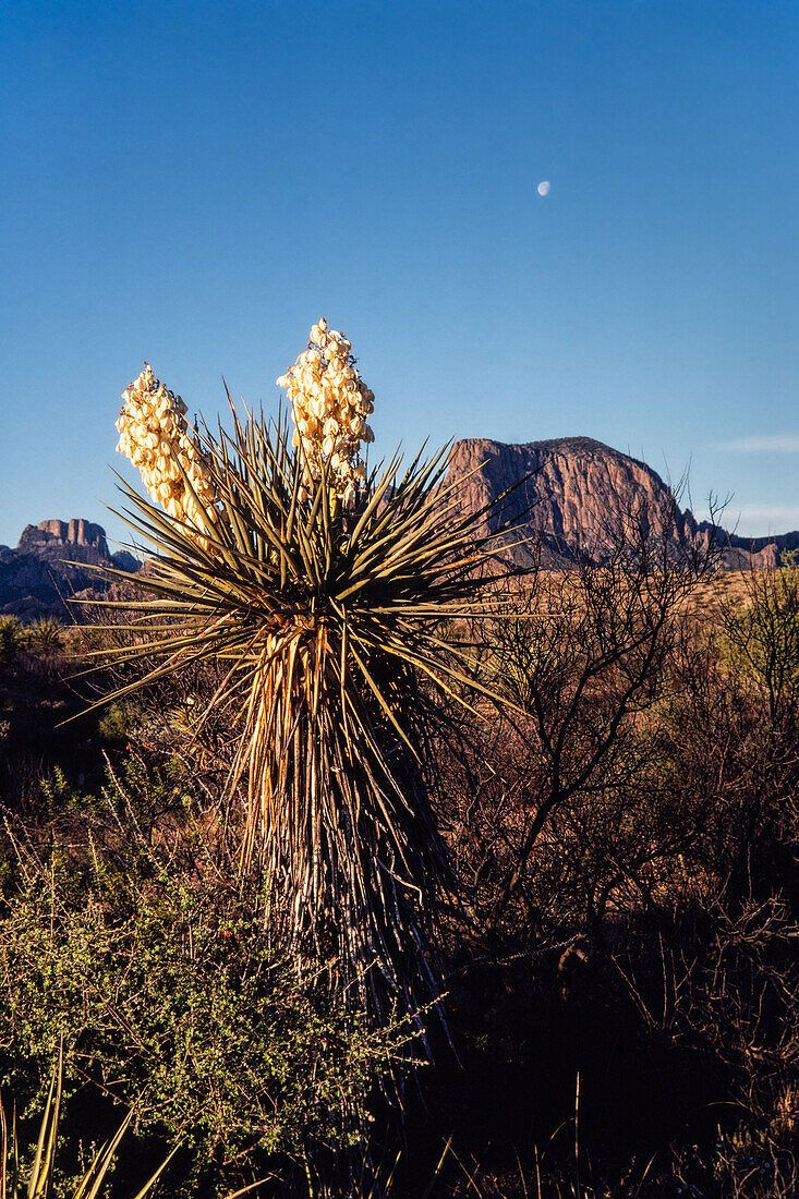 A Torrey Yucca, Yucca torreyi in bloom with the moon above in Big Bend National Park in Texas.