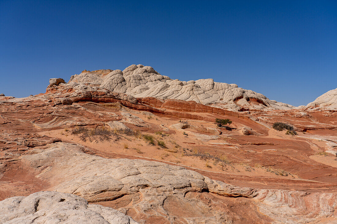 Eroded white pillow rock or brain rock sandstone in the White Pocket Recreation Area, Vermilion Cliffs National Monument, Arizona. Both the red and white are Navajo sandstone but the red has more iron oxide in it.