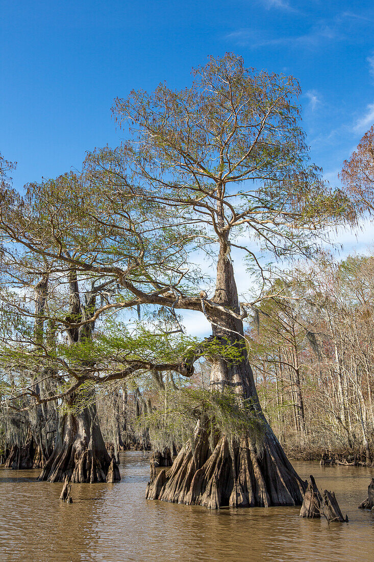 Altgewachsene Sumpfzypressen im Dauterive-See im Atchafalaya-Becken oder -Sumpf in Louisiana