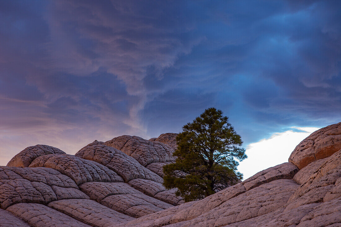 Pondersa-Kiefer und weißer Kissenfelsen in der White Pocket Recreation Area, Vermilion Cliffs National Monument, Arizona