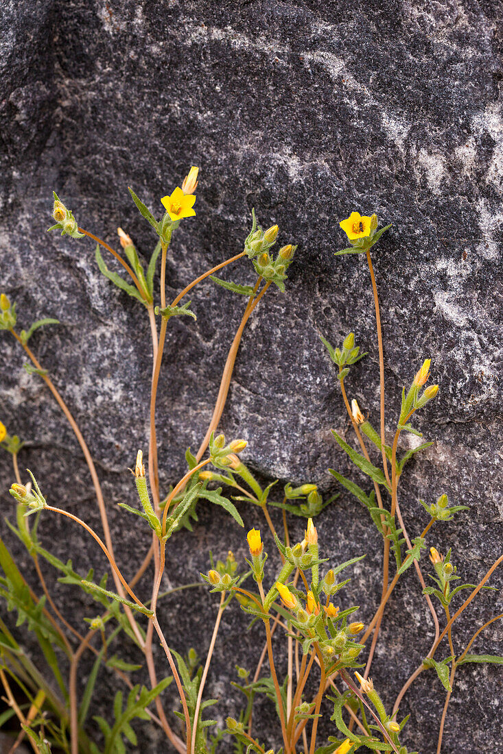 Weißstamm-Blütenstern, Mentzelia albicaulis, blüht im Frühjahr in der Mojave-Wüste im Death-Valley-Nationalpark, Kalifornien