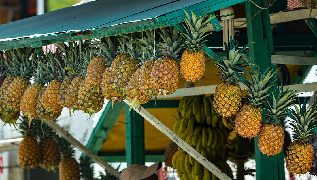 Ananas zum Verkauf an einem Obststand am Straßenrand in der Dominikanischen Republik