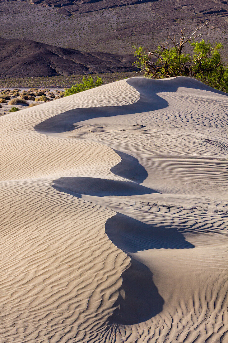 Curving crest of a dune in the Mesquite Flat Sand Dunes in the Mojave Desert in Death Valley National Park, California.