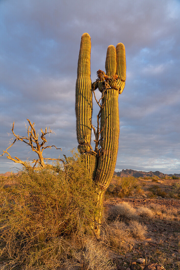 Ein alter Saguaro-Kaktus, Carnegiea gigantea, in der Sonoran-Wüste bei Quartzsite, Arizona