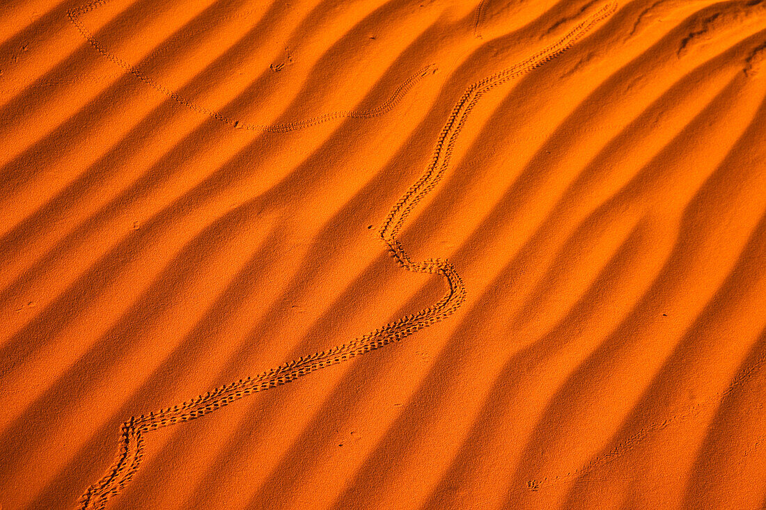 Beetle tracks in the red sand dunes in the Monument Valley Navajo Tribal Park in Arizona.
