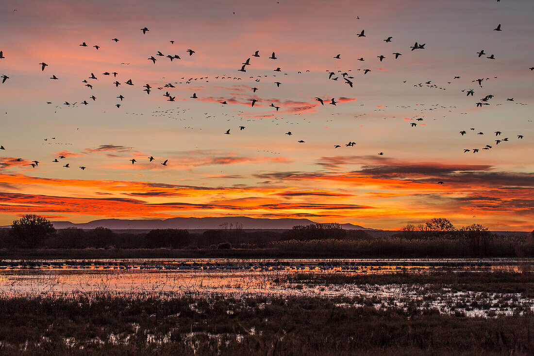 Flocks of snow geese flying over a pond before sunrise at Bosque del Apache National Wildlife Refuge in New Mexico.