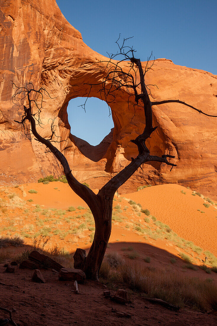 A dead snag frames the Ear of the Wind Arch in the Monument Navajo Valley Tribal Park, Arizona.