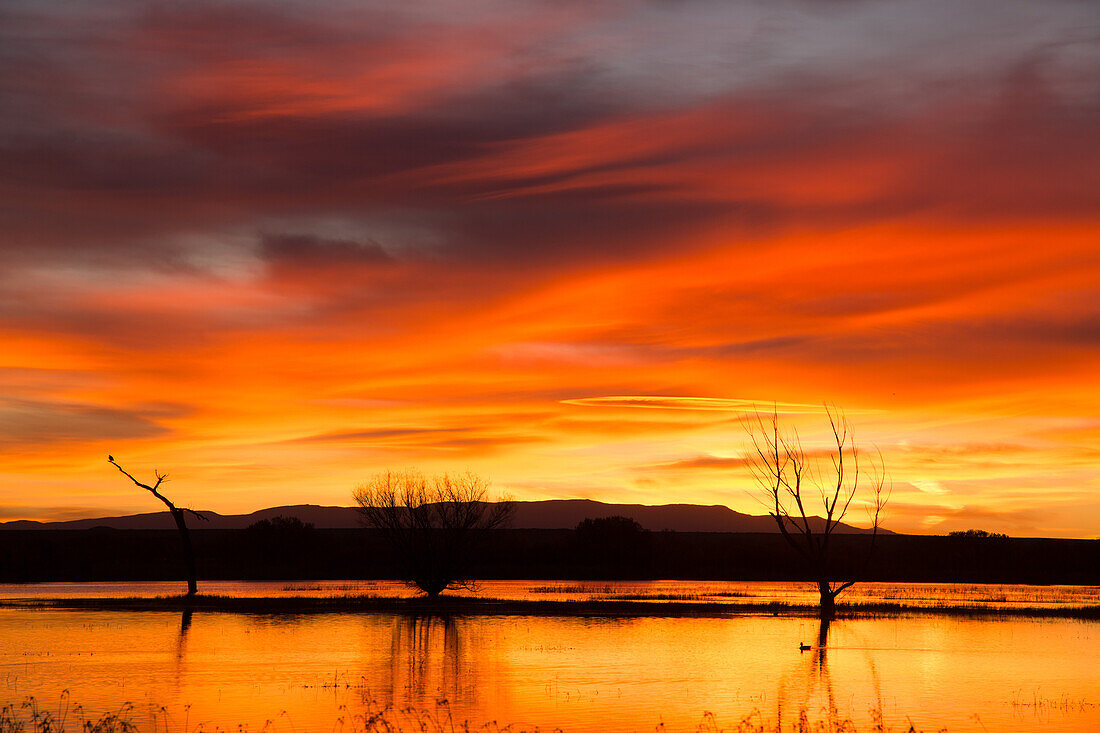 Colorful clouds over a pond before sunrise at Bosque del Apache National Wildlife Refuge in New Mexico. A bald eagle is perched on the tree snag at left.