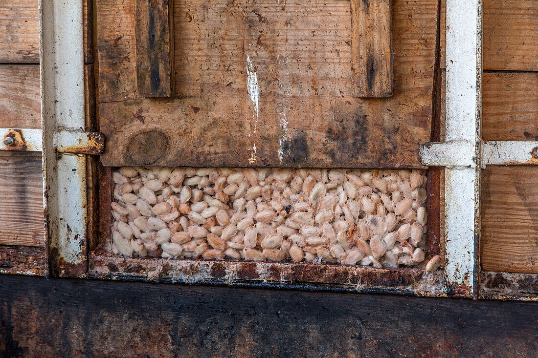 Cacao beans undergoing fermentation on a cacao plantation in the Dominican Republic.