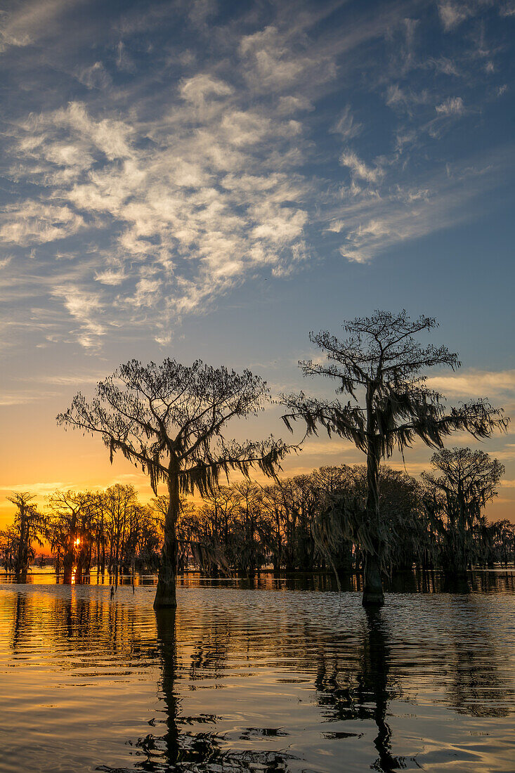 Farbenfroher Himmel bei Sonnenaufgang über Sumpfzypressen in einem See im Atchafalaya-Becken in Louisiana