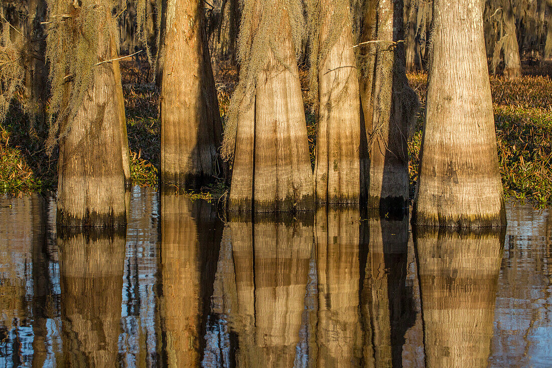 Bald cypress tree trunks reflected in a lake in the Atchafalaya Basin in Louisiana.