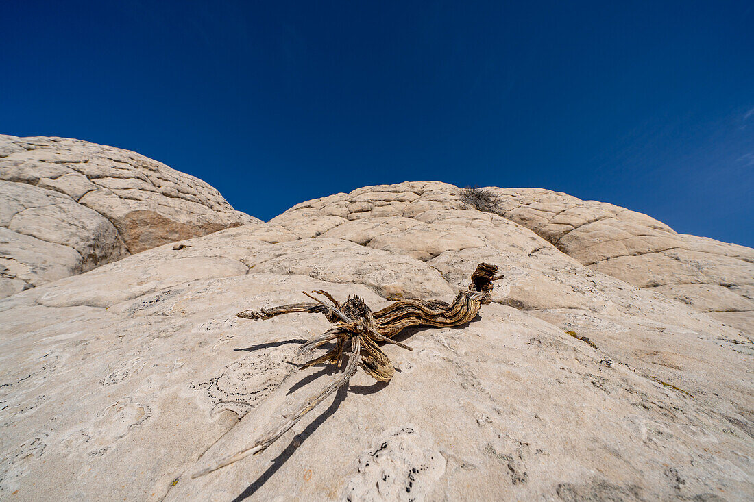 Ein toter Wacholderstamm auf weißem Pillow Rock oder Brain Rock Sandstein in der White Pocket Recreation Area, Vermilion Cliffs National Monument, Arizona. Eine Form des Navajo-Sandsteins