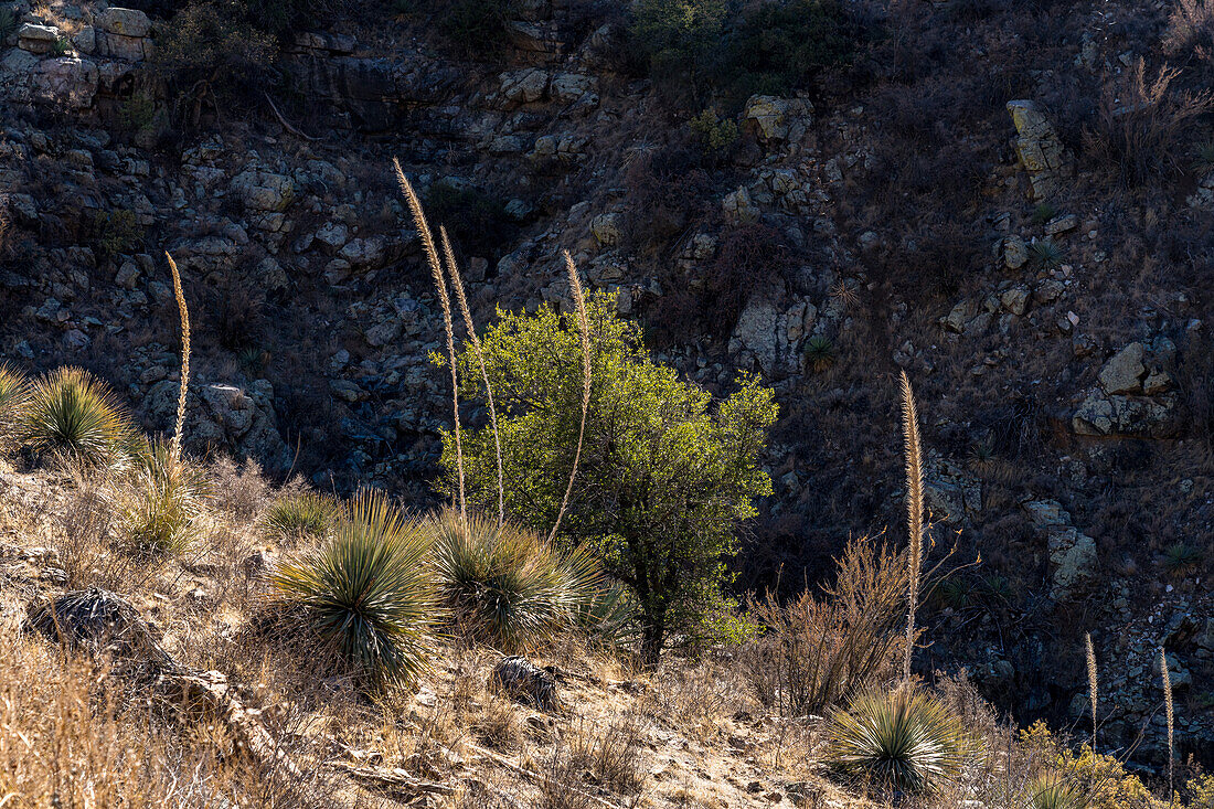 Sotol, Dasylirion wheeleri, wächst in der Sonoran-Wüste im Box Canyon südlich von Tucson, Arizona