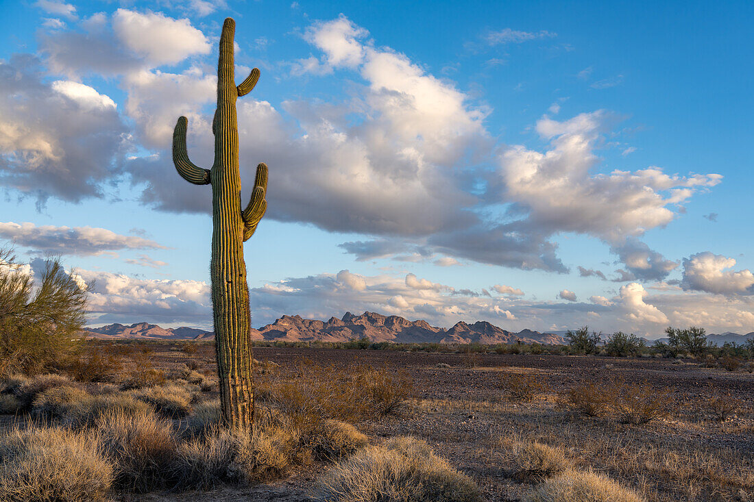 A saguaro cactus with the Plomosa Mountains in the Sonoran Desert near Quartzsite, Arizona.