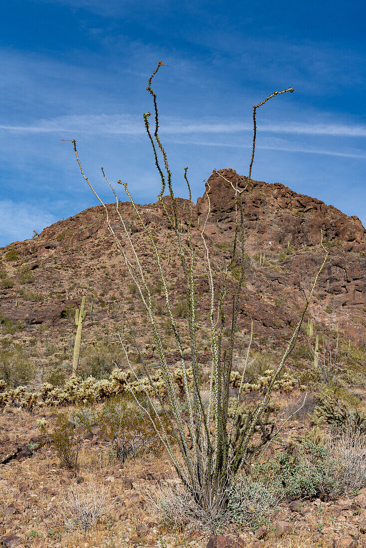 Ocotillo, Fouquieria splendens, in the Sonoran Desert near Quartzsite, Arizona.