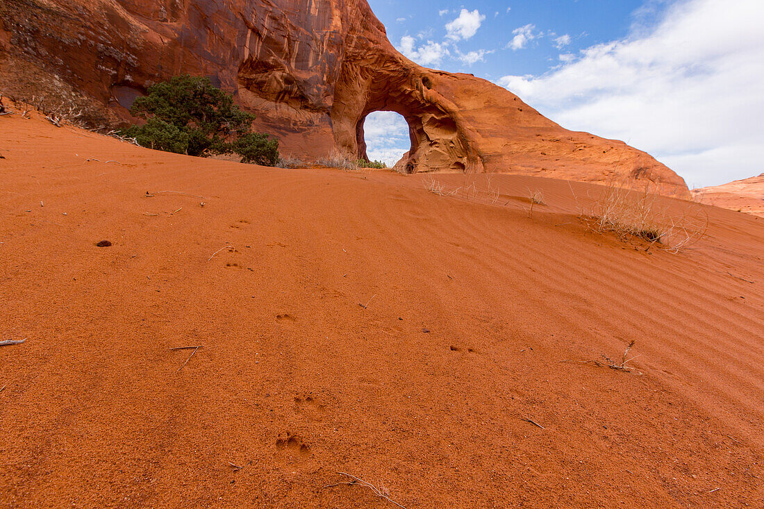 Coyote tracks in the sand in front of the Ear of the Wind Arch in the Monument Valley Navajo Tribal Park in Arizona.
