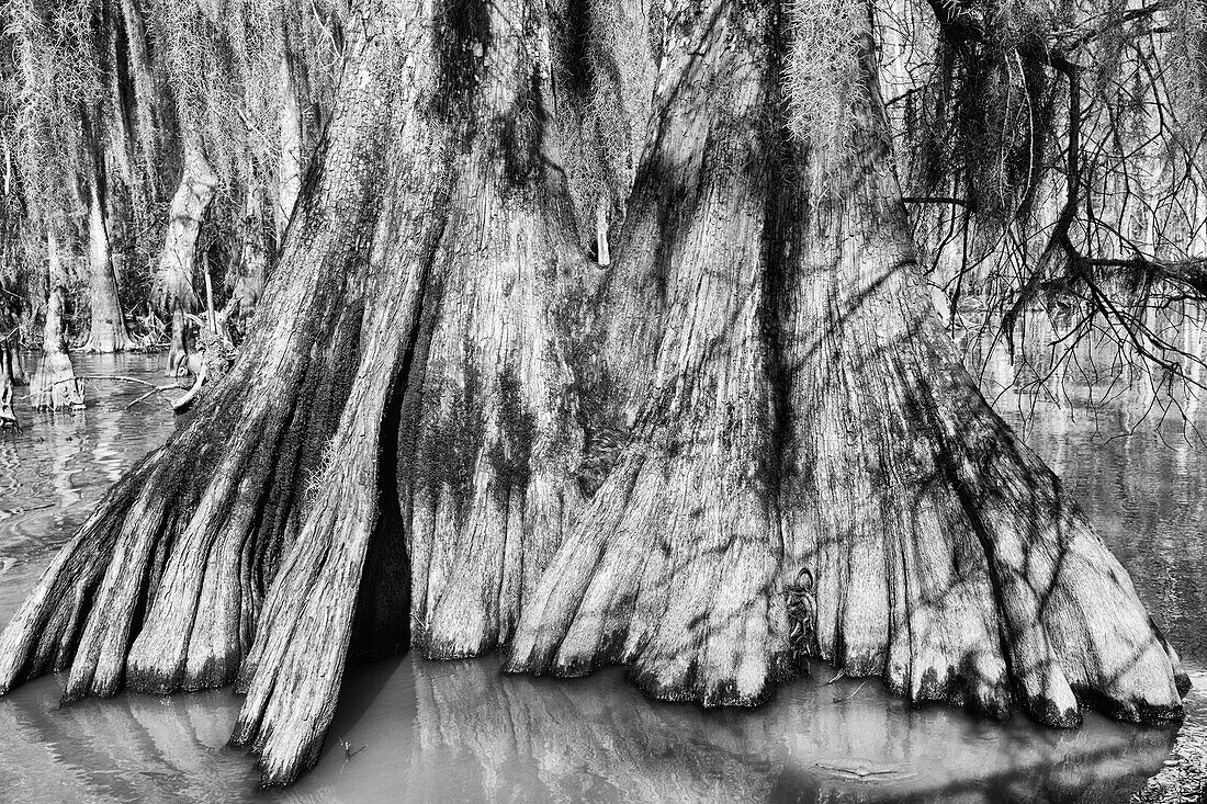 Close up of an old-growth bald cypress tree trunk in Lake Dauterive in the Atchafalaya Basin or Swamp in Louisiana.