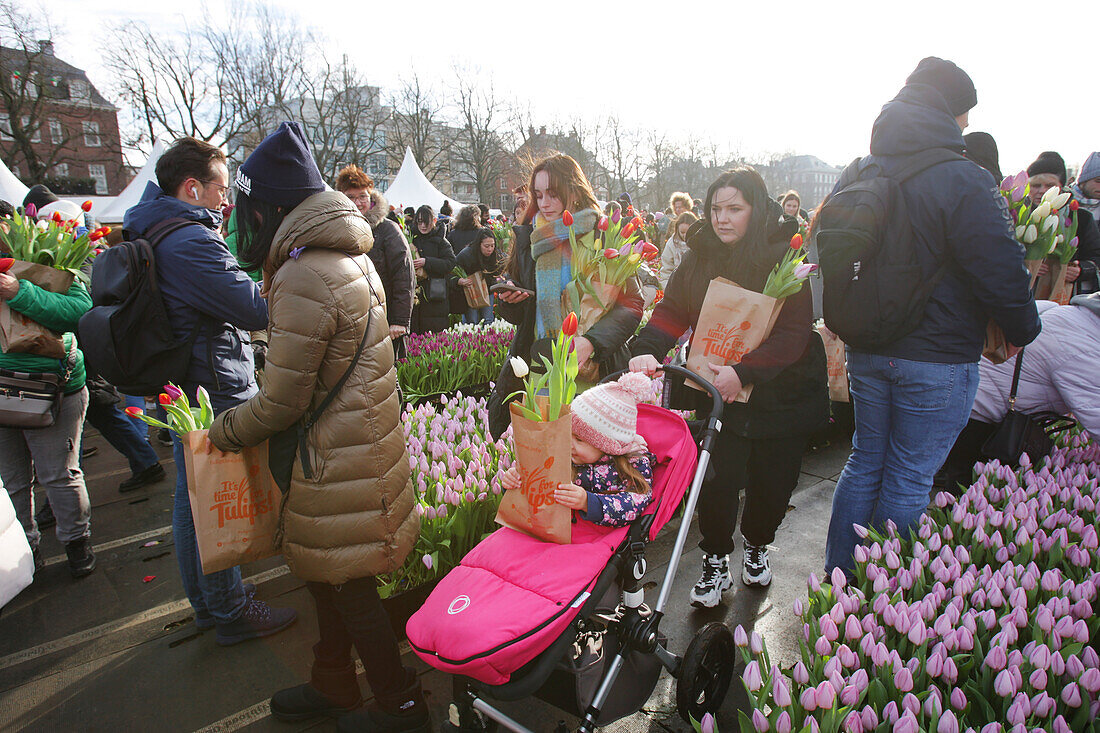 Tausende von Menschen pflückten am 20. Januar 2024 in Amsterdam, Niederlande, während des nationalen Tulpentages auf dem Museumsplatz in der Nähe des Rijskmuseums kostenlos Tulpen. Der heutige Tag markiert den offiziellen Beginn der Tulpensaison mit einem speziellen Tulpengarten, in dem die Menschen kostenlos Tulpen pflücken können. In diesem Jahr wird der 12. Jahrestag des von den niederländischen Tulpenzüchtern organisierten Pflückgartens besonders gefeiert. Der Amsterdamer Museumsplatz ist mit rund 200.000 Tulpen gefüllt. Diese Tulpen werden speziell zu einem riesigen temporären Garten arra