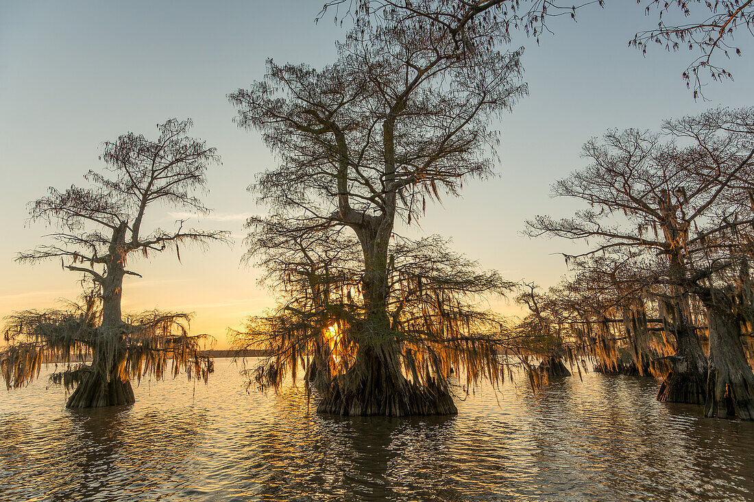 Old-growth bald cypress trees in Lake Dauterive draped with Spanish moss at sunset in the Atchafalaya Basin in Louisiana.