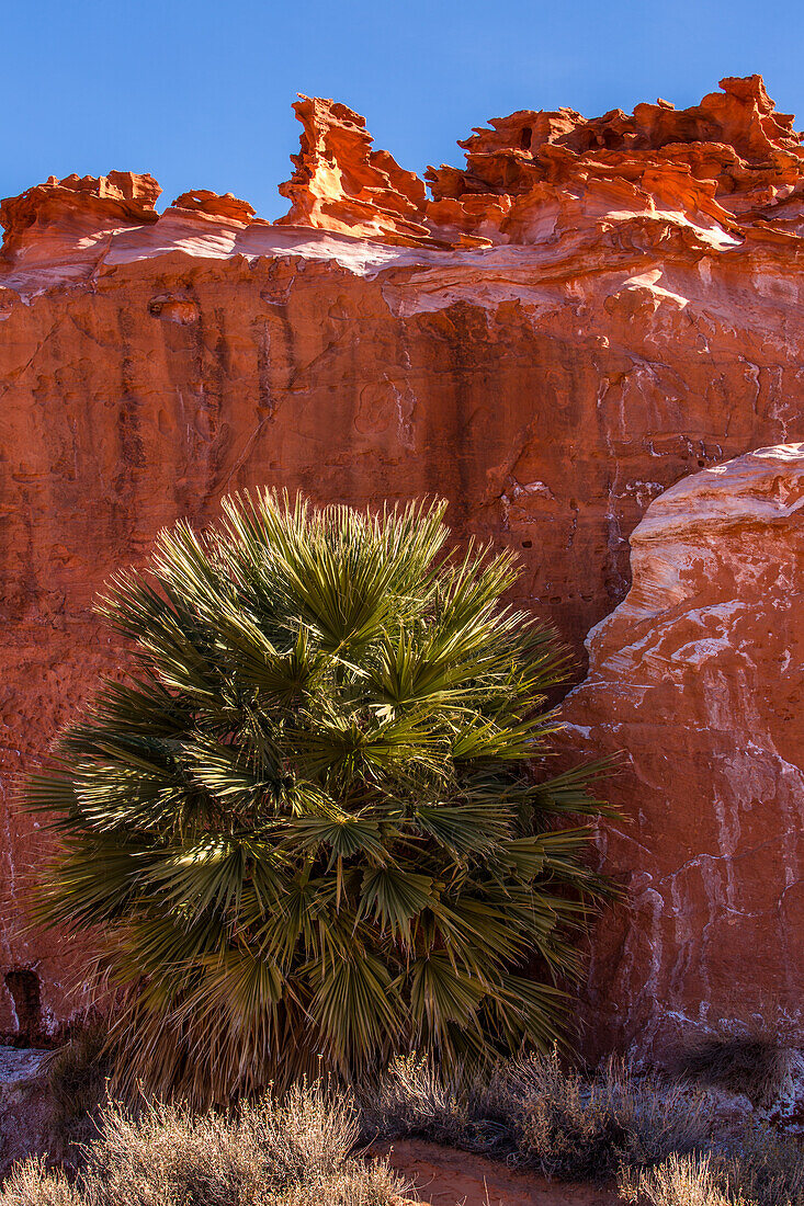 A California Fan Palm in front of Aztec sandstone formations in Little Finland, Gold Butte National Monument, Nevada.