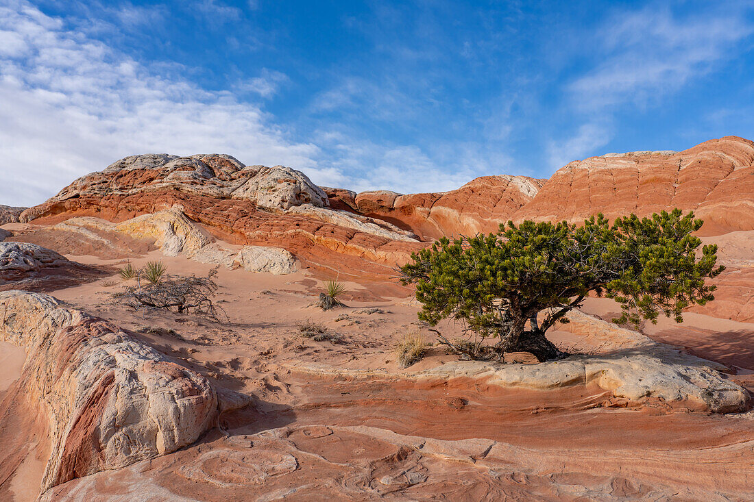 A Colorado Pinyon Pine Tree, Pinus edulis, in the White Pocket Recreation Area, Vermilion Cliffs National Monument, Arizona.