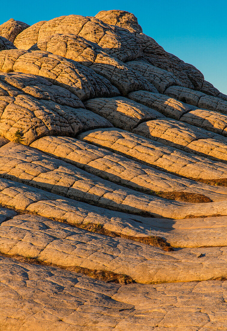 Sunrise light on Navajo sandstone in the White Pocket Recreation Area, Vermilion Cliffs National Monument, Arizona. This type of Navajo sandstone is called pillow rock or brain rock.