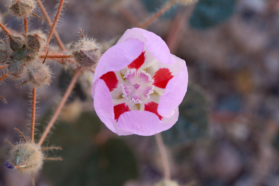 Desert Five-spot, Eremalche rotundifolia, in bloom in spring in Death Valley National Park in the Mojave Desert in California.