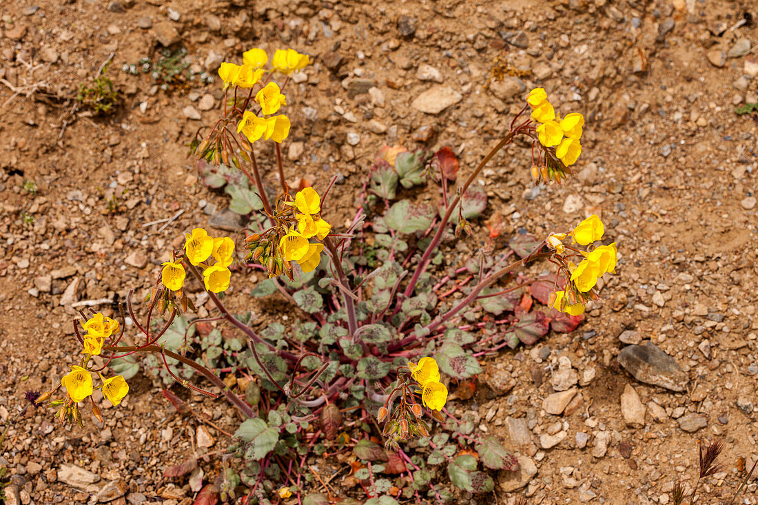 Goldene Nachtkerze, Camissonia brevipes, blüht im Frühling im Death Valley National Park in der Mojave-Wüste in Kalifornien