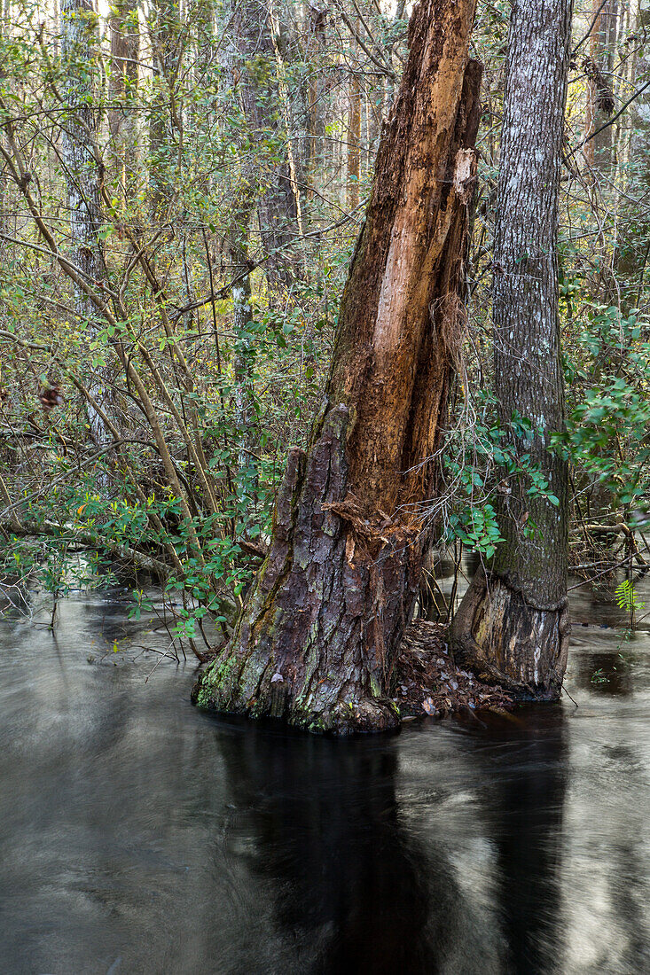 Ein Wald aus Wasser-Tupelo-Bäumen, Nyssa aquatica, in einem Sumpfgebiet im Panhandle von Nordflorida