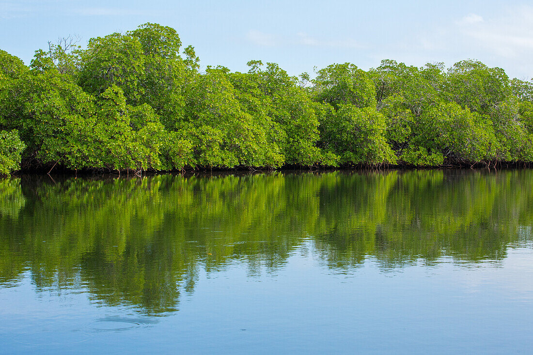 Red Mangrove forest, Rhizophora mangle, in swampy salt marshes in the Monte Cristi National Park, Dominican Republic.