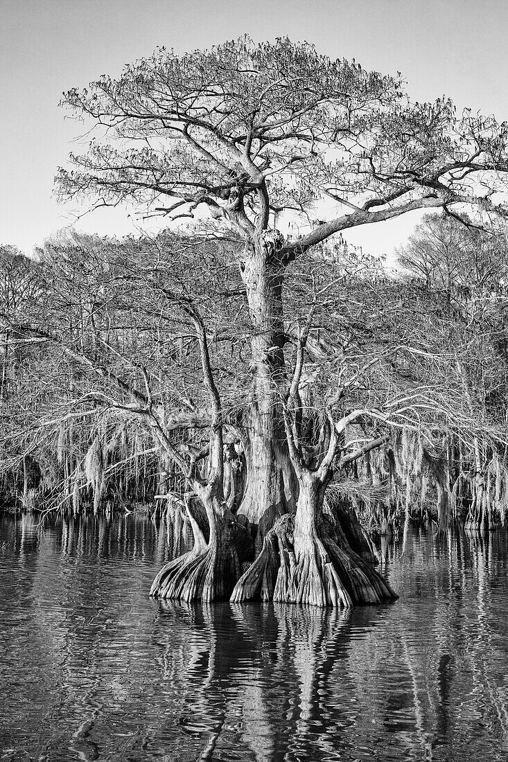 Old-growth bald cypress trees in Lake Dauterive in the Atchafalaya Basin or Swamp in Louisiana.