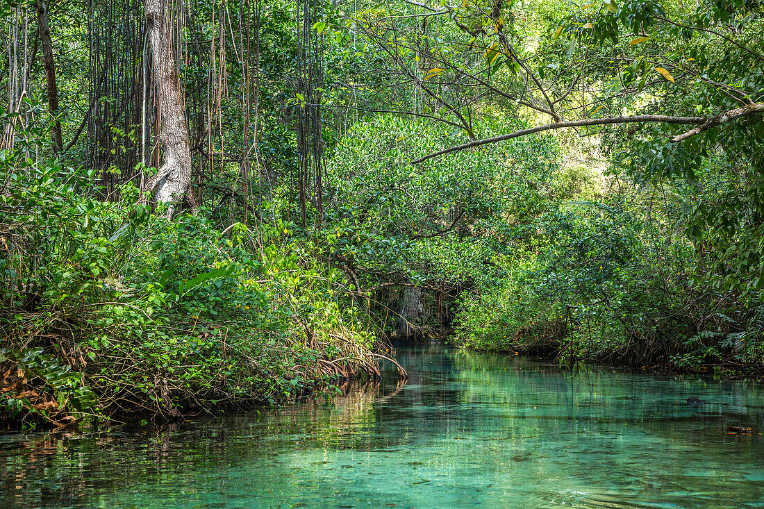 Clear waters of Cano Frio flowing through the rain forest on the Samana Peninsula, Dominican Republic.