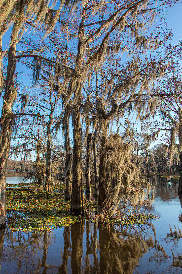 Bald cypress trees draped with Spanish moss reflected in a lake in the Atchafalaya Basin in Louisiana. Invasive water hyacinth covers the water.